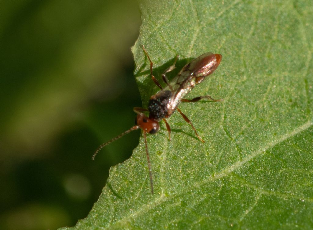 Braconidae: Aridelus rufotestaceus da confermare