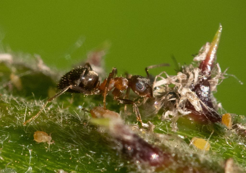 Formicidae: cfr. Lasius emerginatus