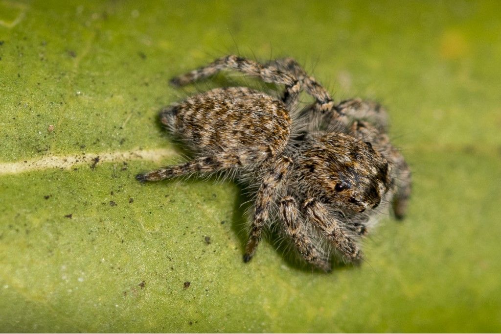 Salticidae: tutti Philaeus chrysops ? S