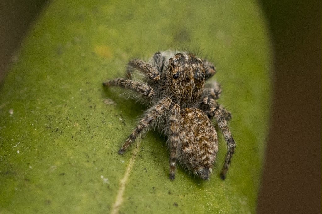 Salticidae: tutti Philaeus chrysops ? S