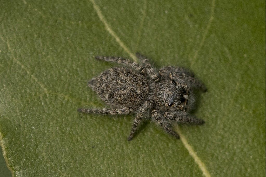 Salticidae: tutti Philaeus chrysops ? S