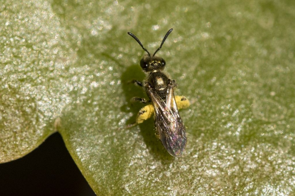 Apidae Halictinae: Lasioglossum (Dialictus) sp.