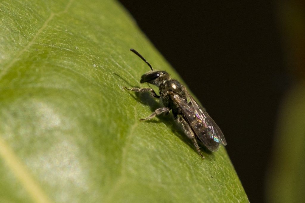 Apidae Halictinae: Lasioglossum (Dialictus) sp.