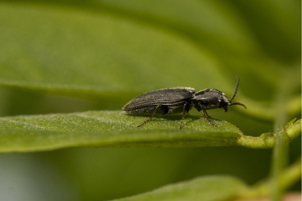 Elateridae: Dicronychus sp.