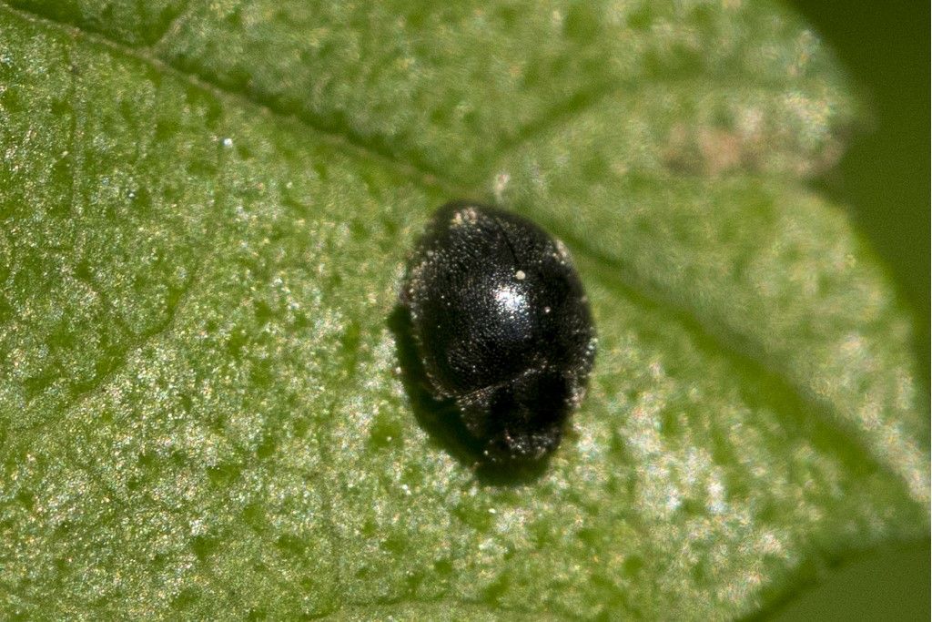 Coccinellidae: Stethorus cfr. pusillum