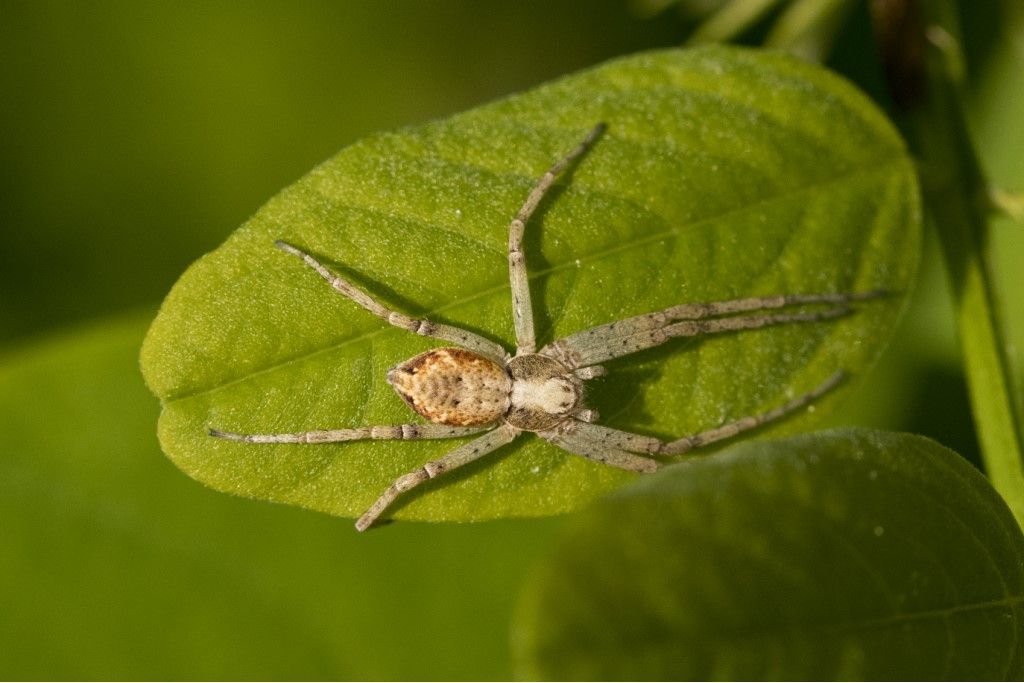 Philodromidae: Philodromus sp.