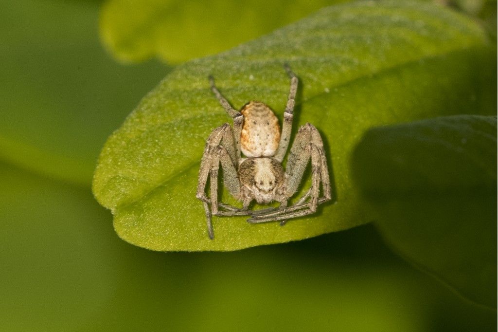 Philodromidae: Philodromus sp.