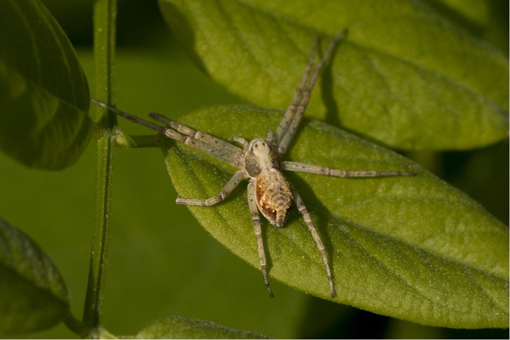 Philodromidae: Philodromus sp.