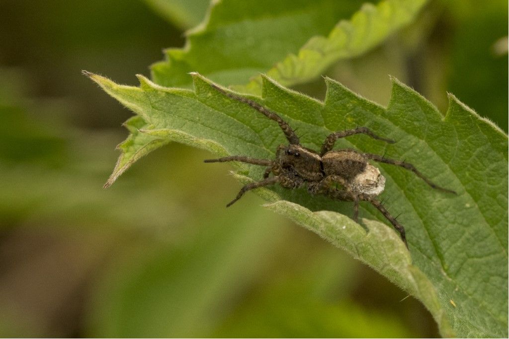 Pardosa sp.?  S