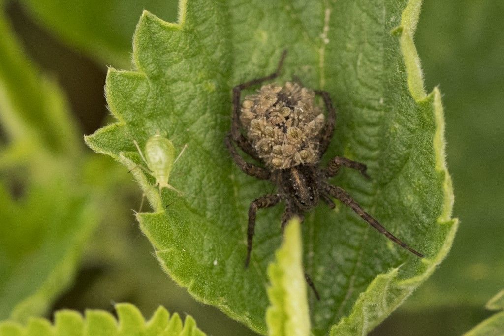 Pardosa sp.?  S