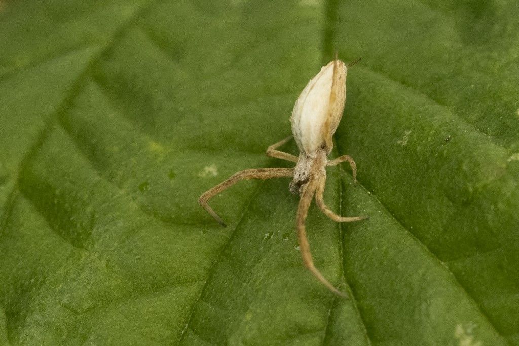 Uloborus walckenaerius, femmina (Ulorobidae)