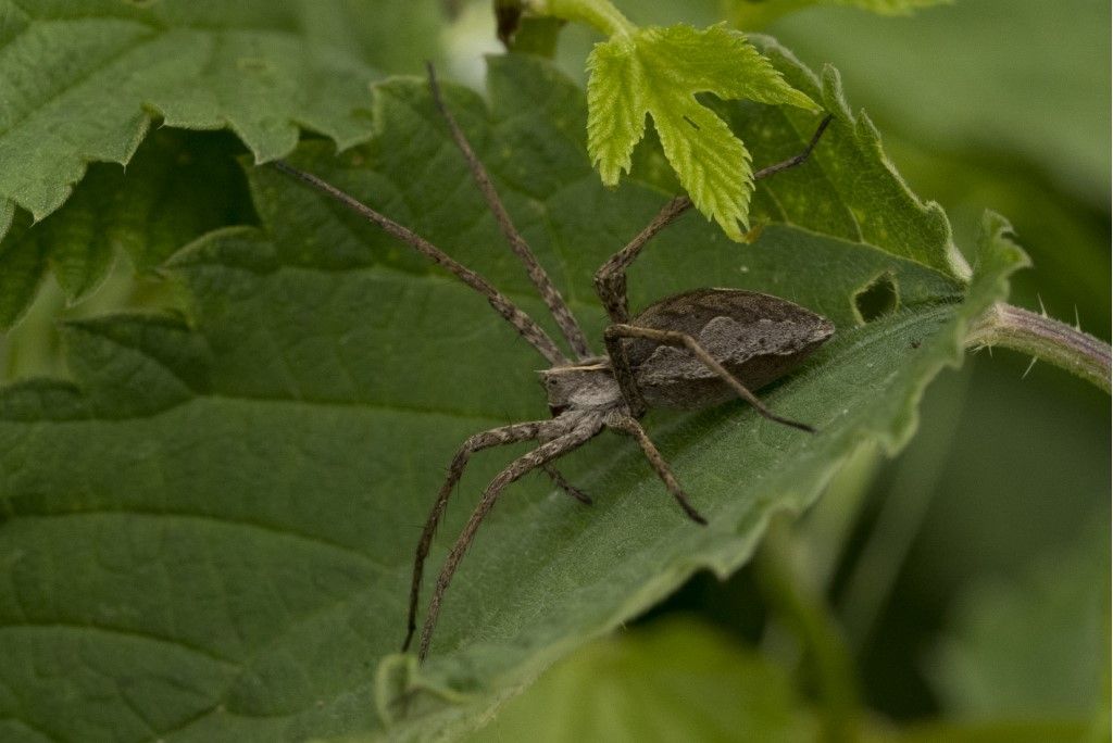 Pisaura mirabilis  (Pisauridae)