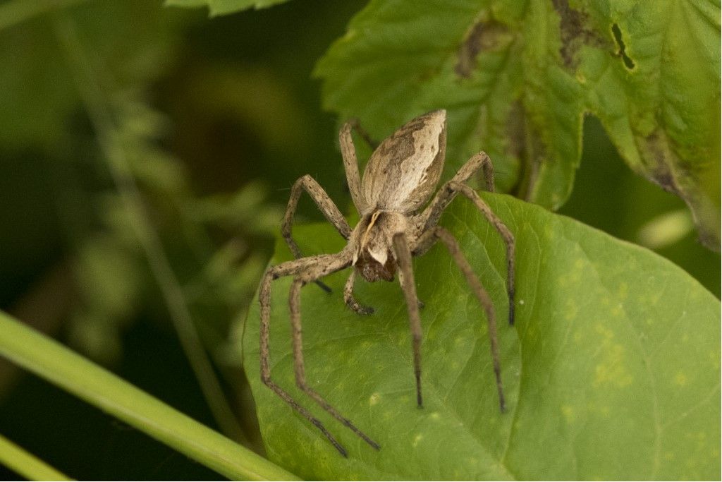 Pisaura mirabilis  (Pisauridae)