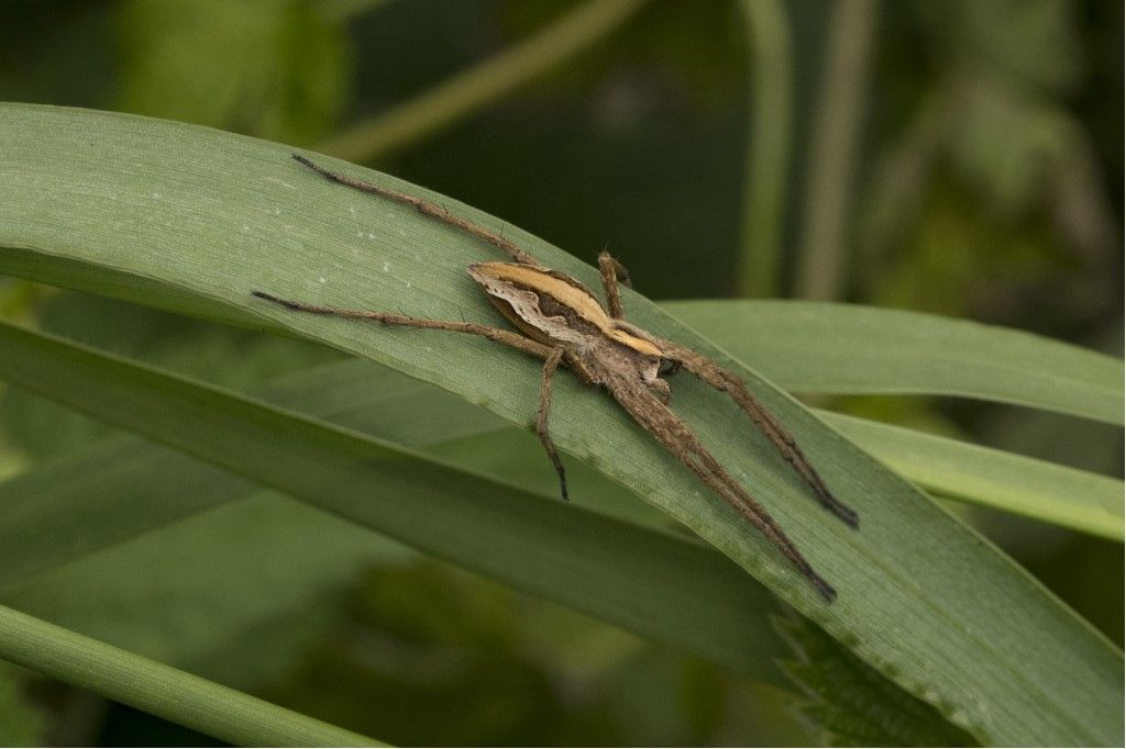 Pisaura mirabilis  (Pisauridae)