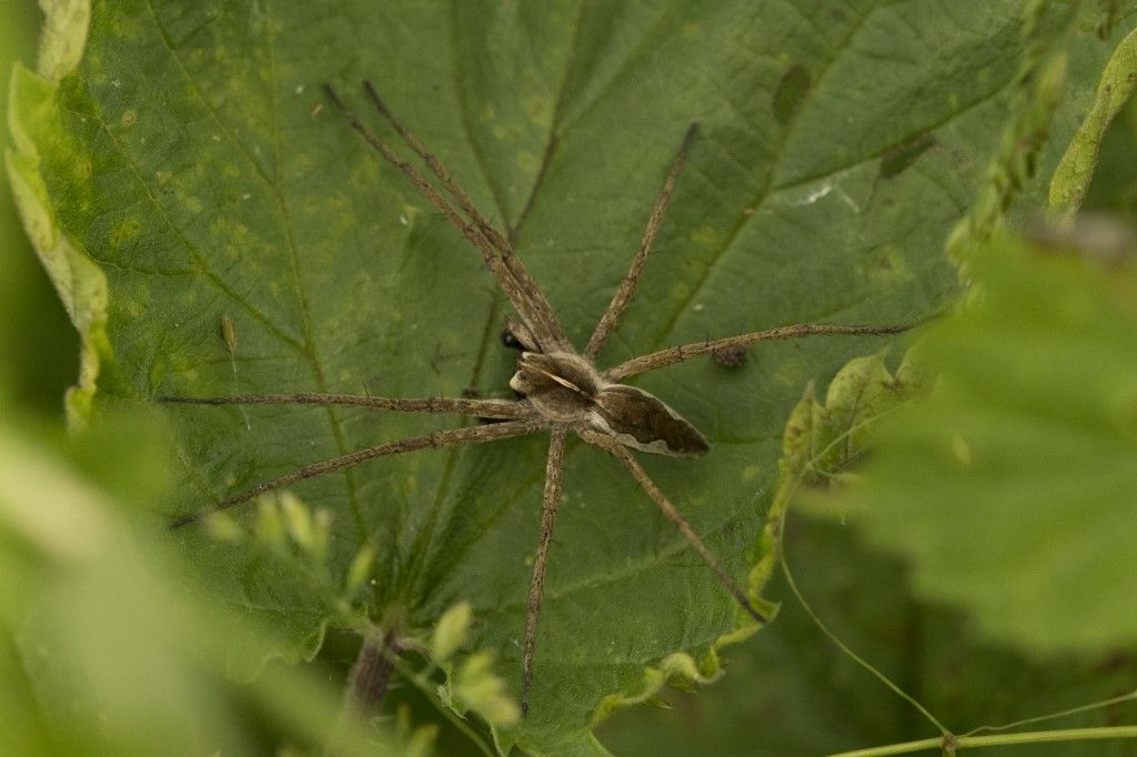 Pisaura mirabilis  (Pisauridae)