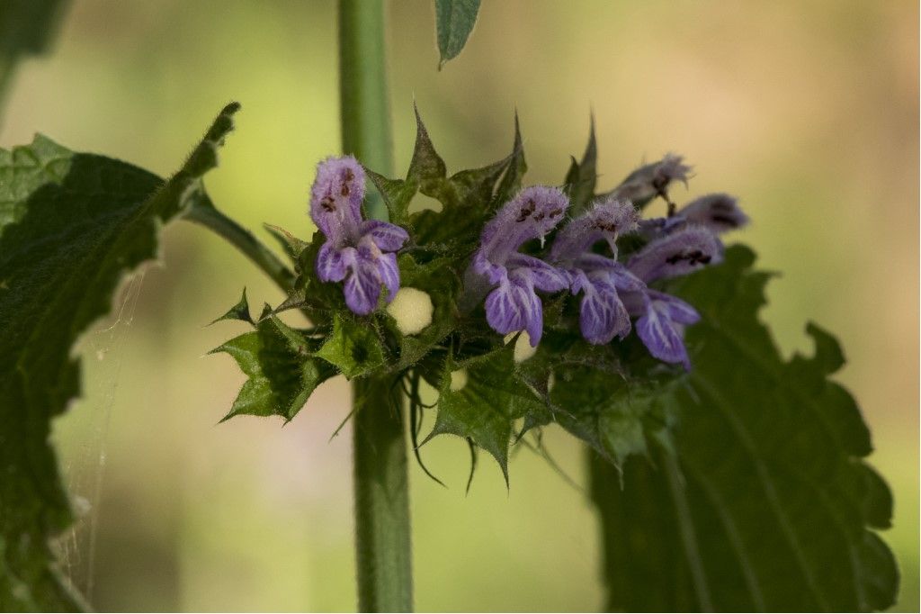 Lamiaceae da identificare