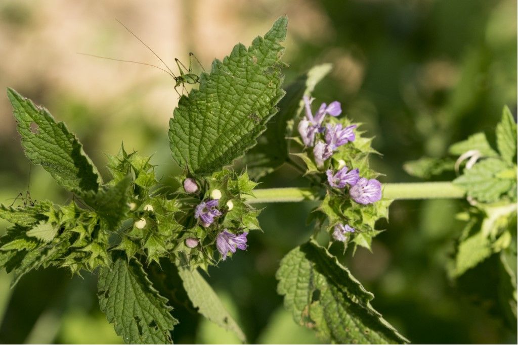 Lamiaceae da identificare