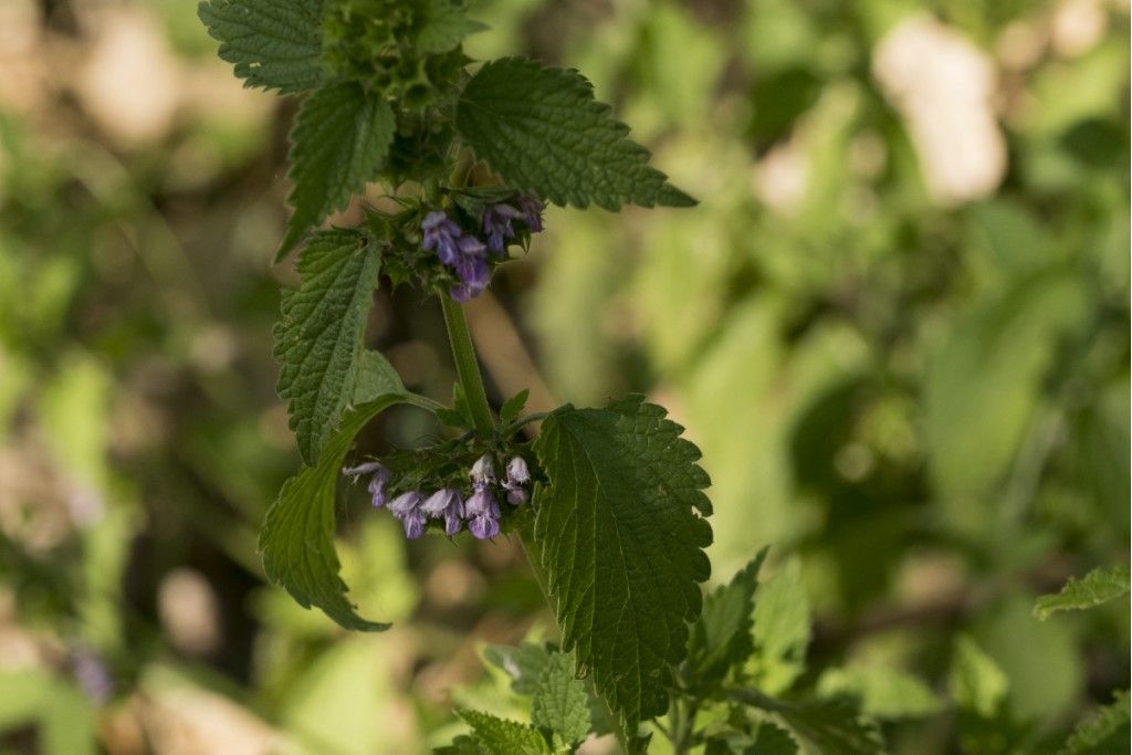 Lamiaceae da identificare