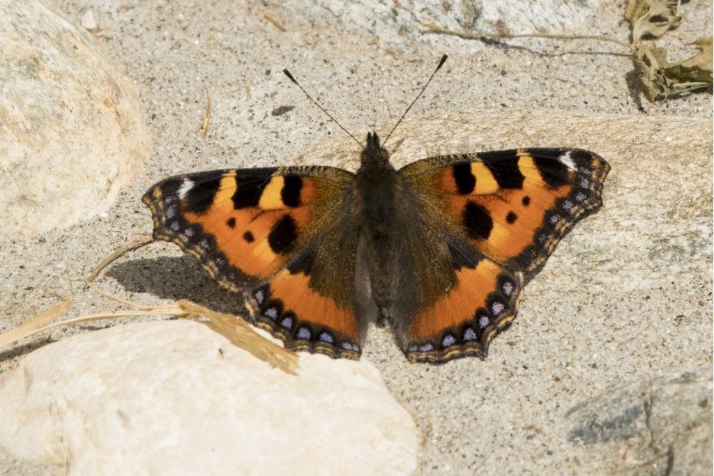 Aglais urticae ? S