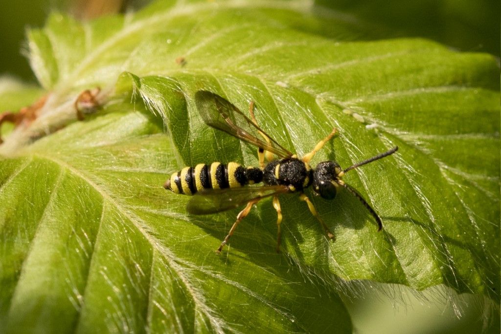 Crabronidae: maschio di Cerceris sp.