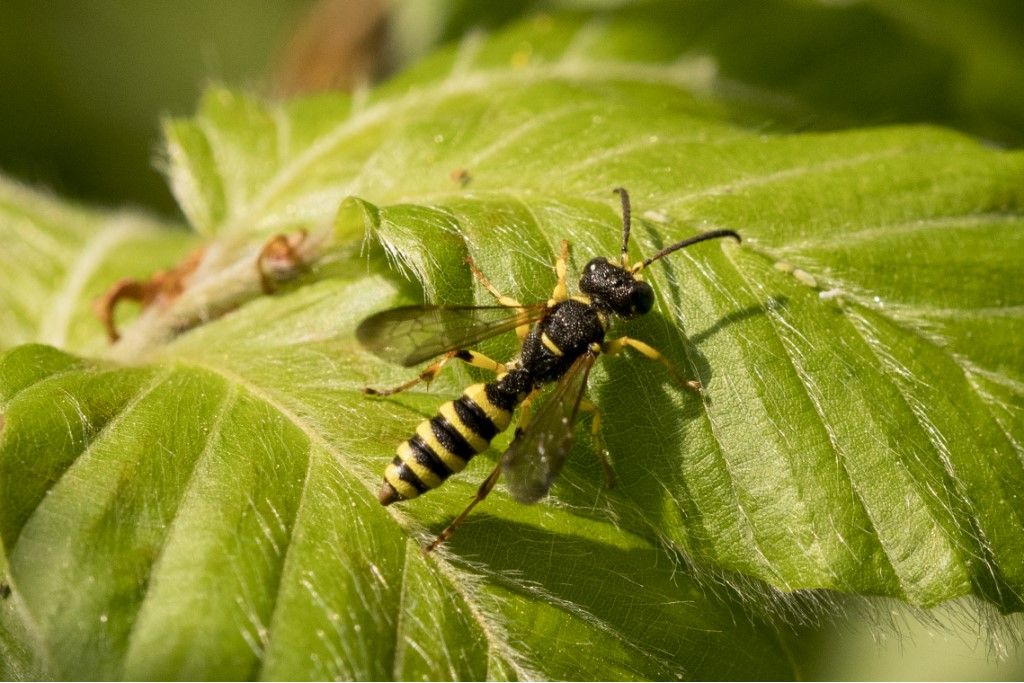 Crabronidae: maschio di Cerceris sp.