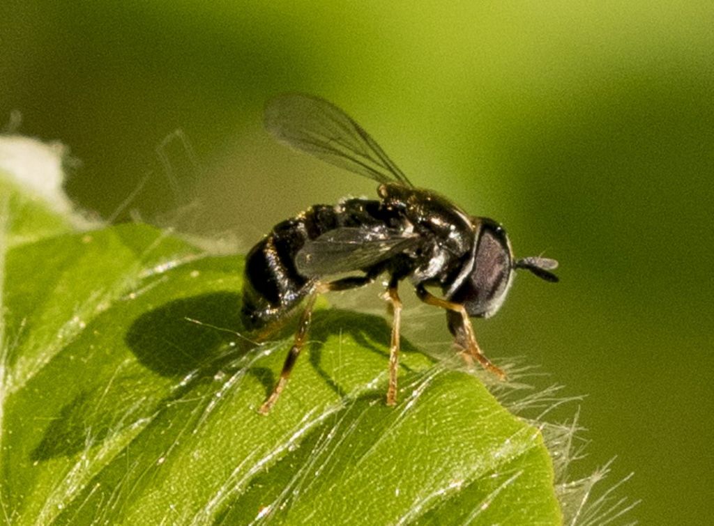 Piccolissimo dittero:  Paragus cfr. pecchiolii (Syrphidae) da confermare