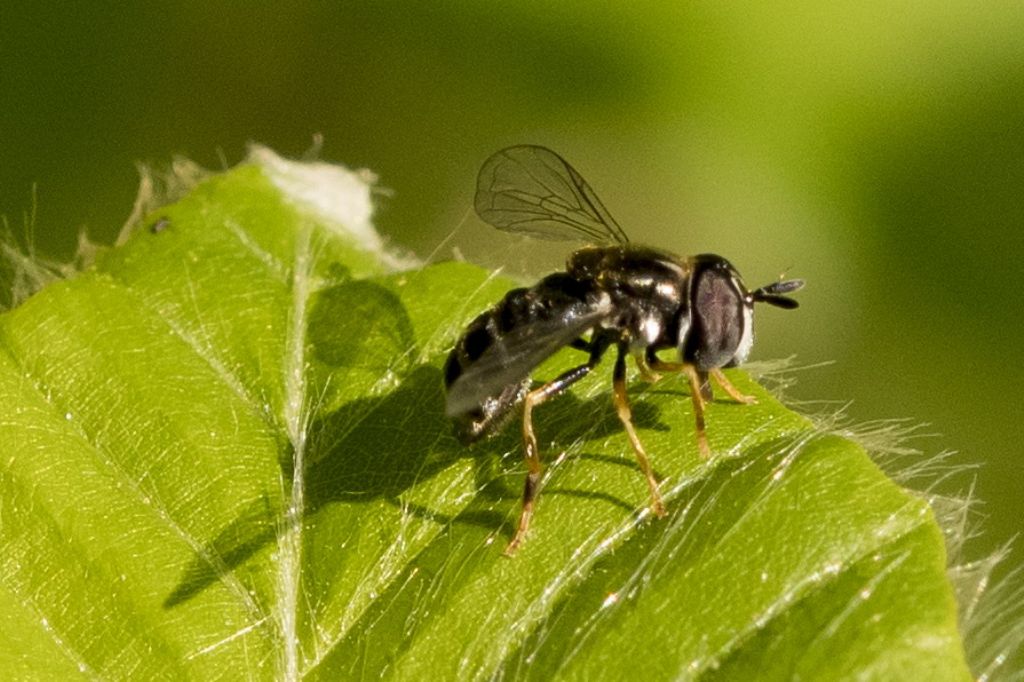 Piccolissimo dittero:  Paragus cfr. pecchiolii (Syrphidae) da confermare