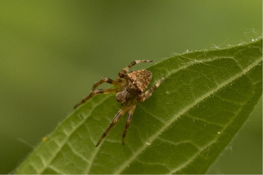 Araneus angulatus, giovane