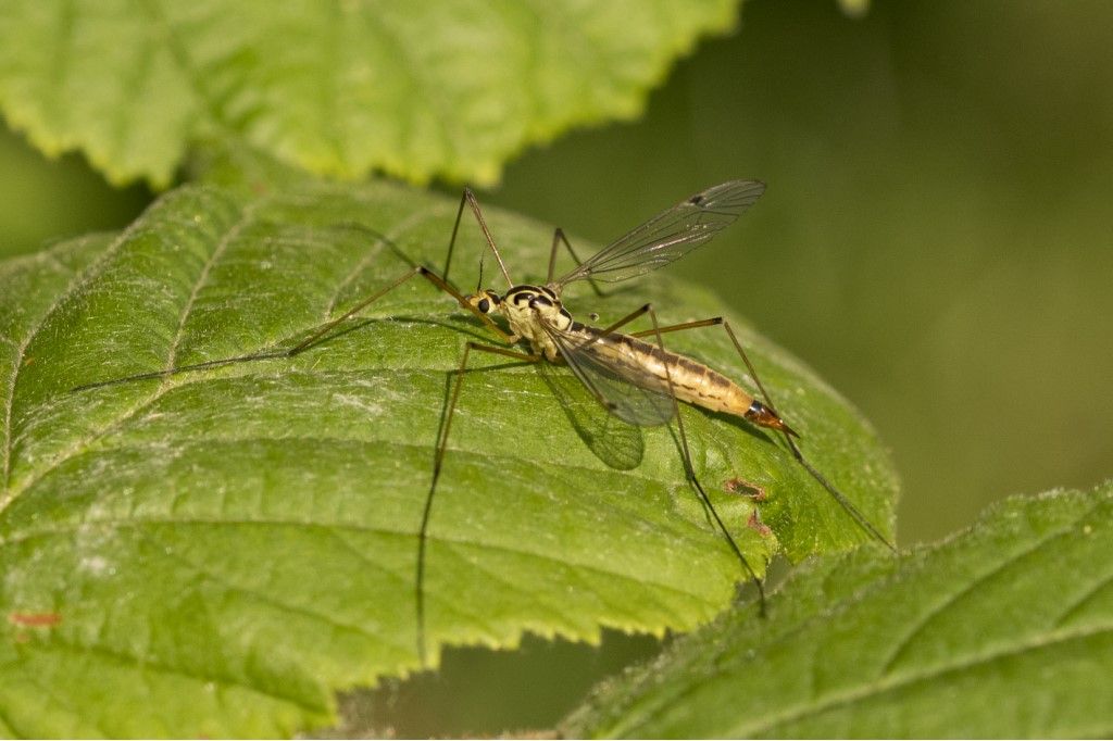 Tipulidae: Nephrotoma sp., femmina