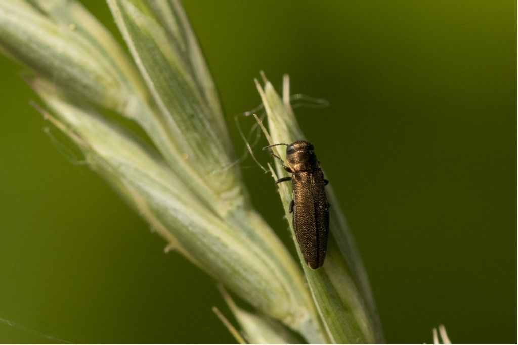 Buprestidae - Agrilus viridicaerulans rubi ? ... Agrilus sp.