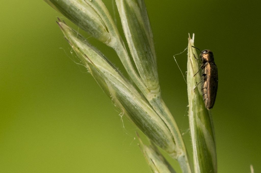 Buprestidae - Agrilus viridicaerulans rubi ? ... Agrilus sp.