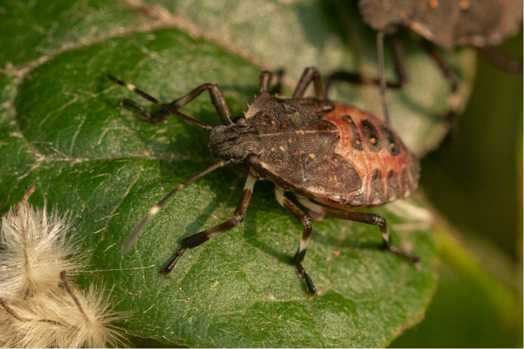 ninfa di Halyomorpha halys (Pentatomidae)