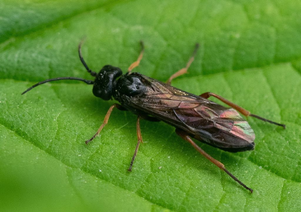 Tenthredinidae da id.: prob. Allantus sp.