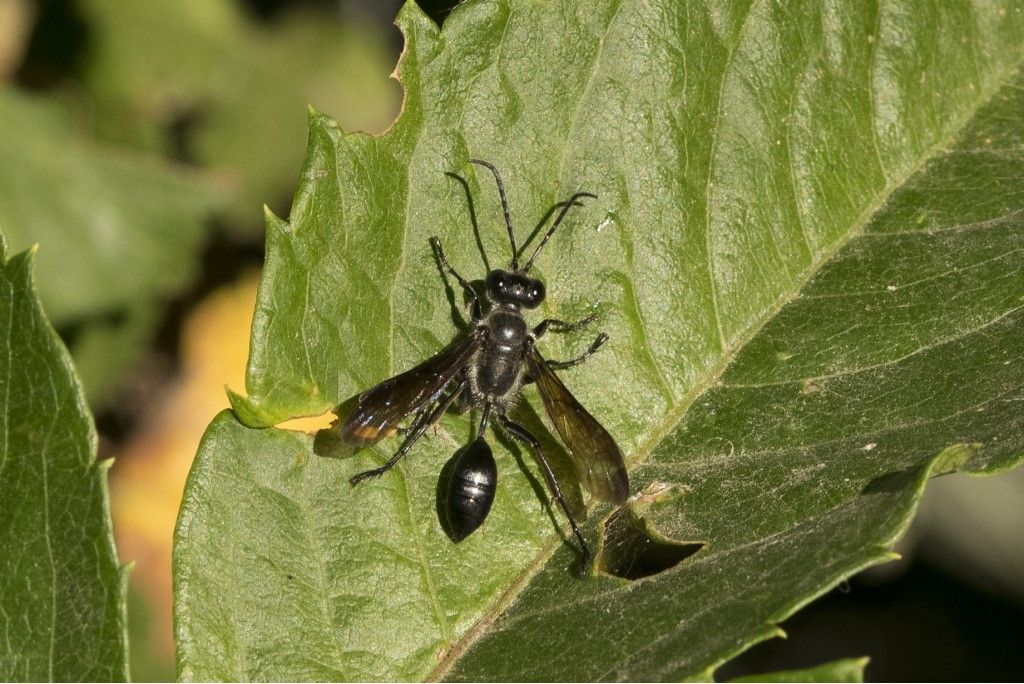 Sphecidae: Isodontia mexicana.