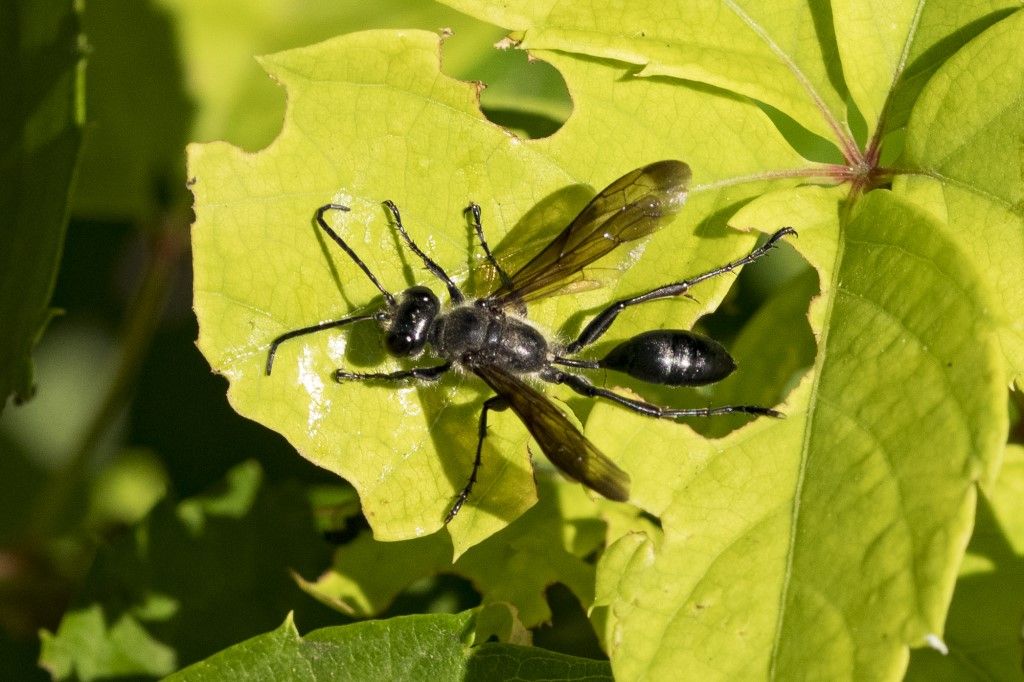 Sphecidae: Isodontia mexicana.