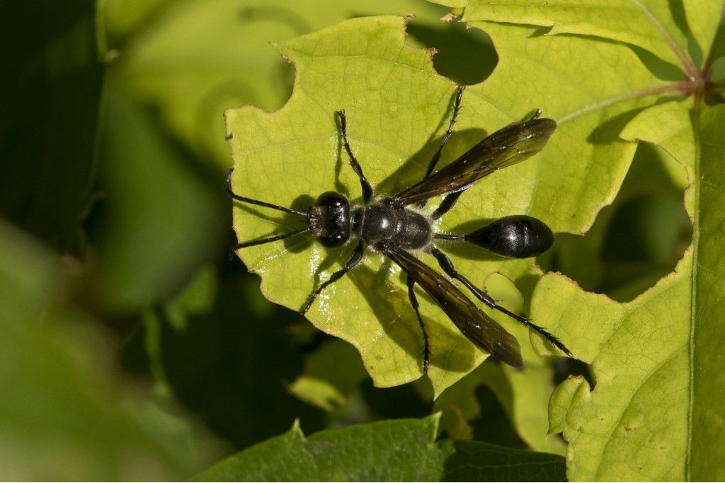 Sphecidae: Isodontia mexicana.