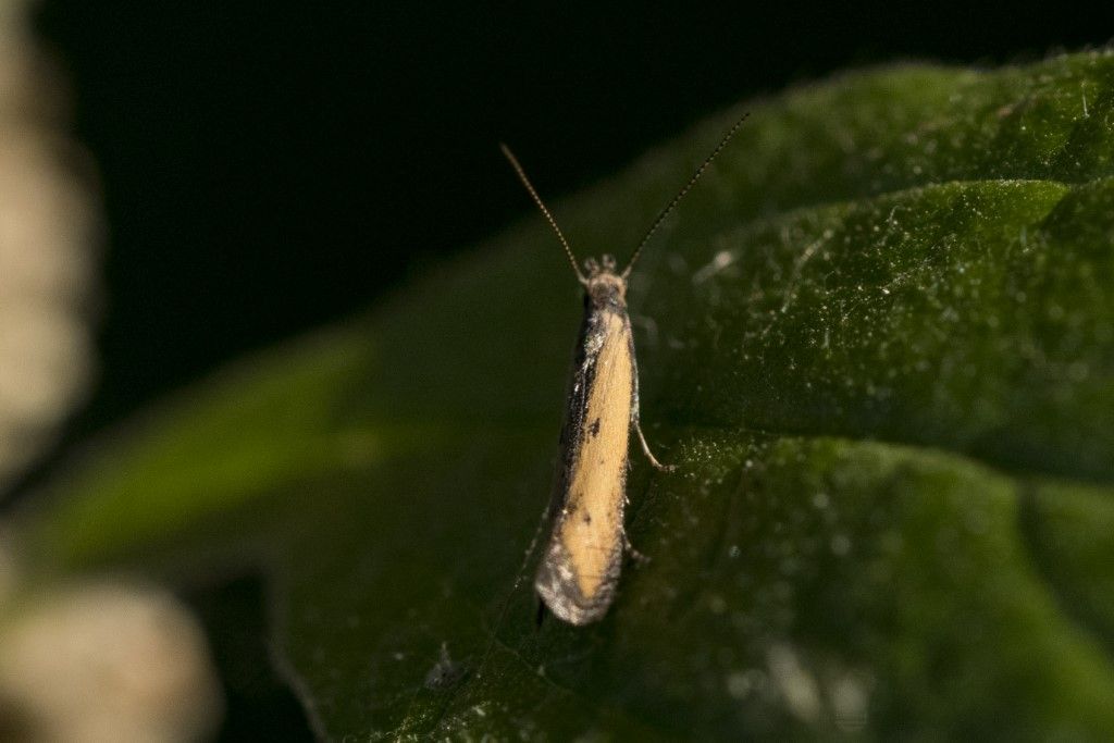 Mesophleps trinotella  (Gelechiidae)