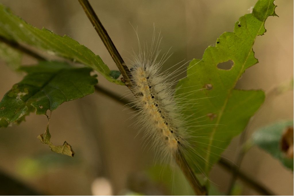 Bruco di Hyphantria cunea ? S