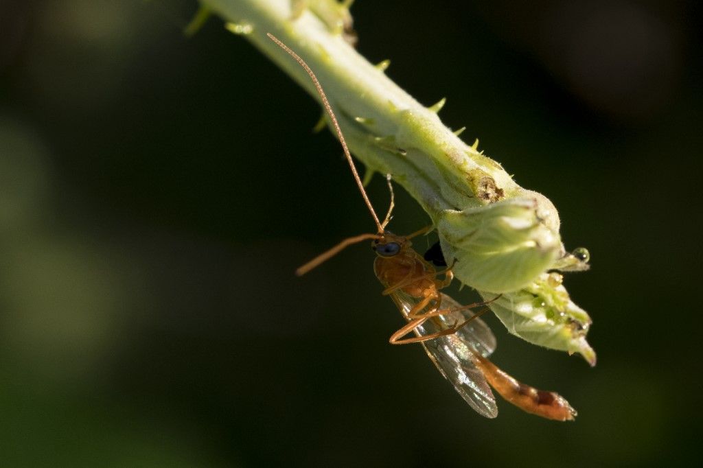 Aiuto per identificazione