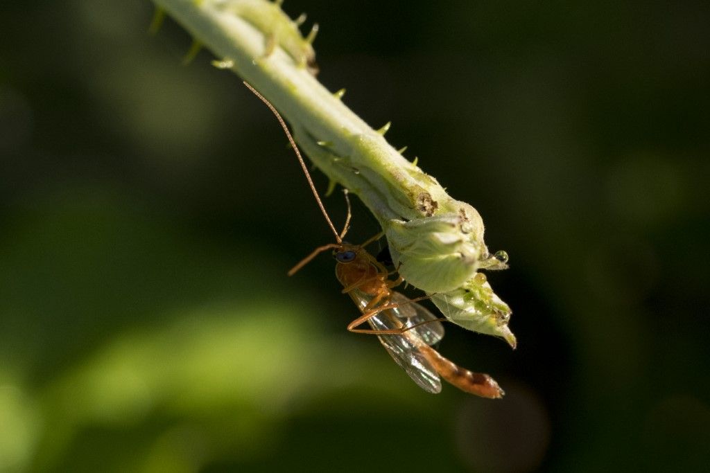 Aiuto per identificazione