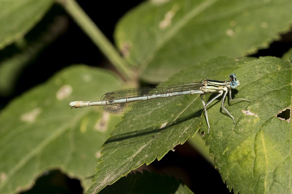 Ischnura elegans o Platycnemis pennipes ? Platycnemis pennipes