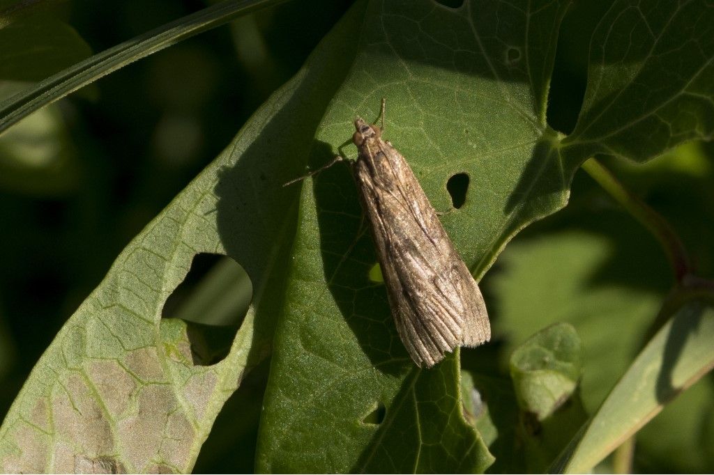 Nomophila noctuella ?  S