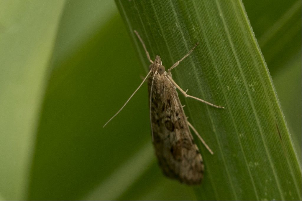 Nomophila noctuella ?  S