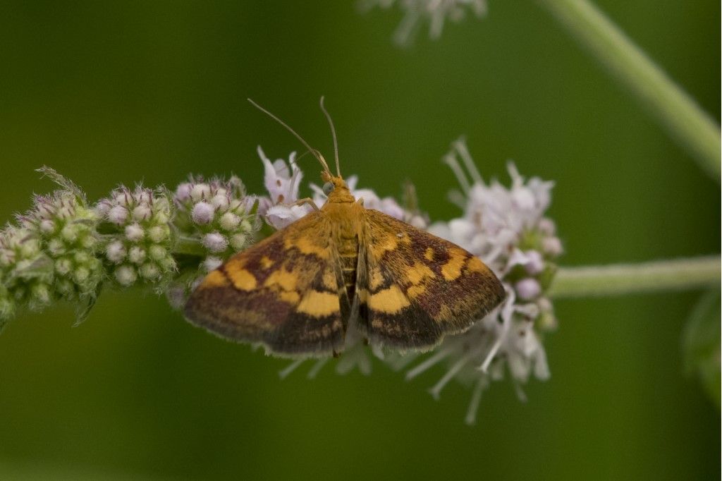 Pyrausta aurata ?  S