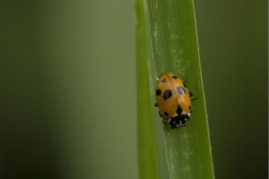 Coccinella: Hippodamia variegata