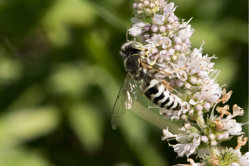 Crabronidae: maschio di Bembix sp.