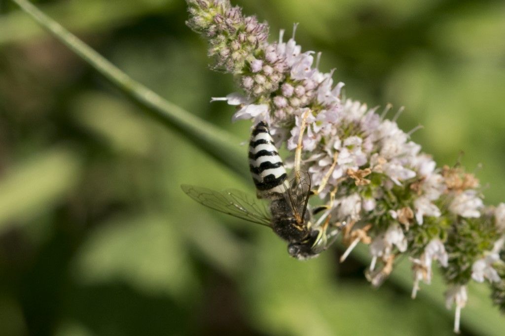 Crabronidae: maschio di Bembix sp.