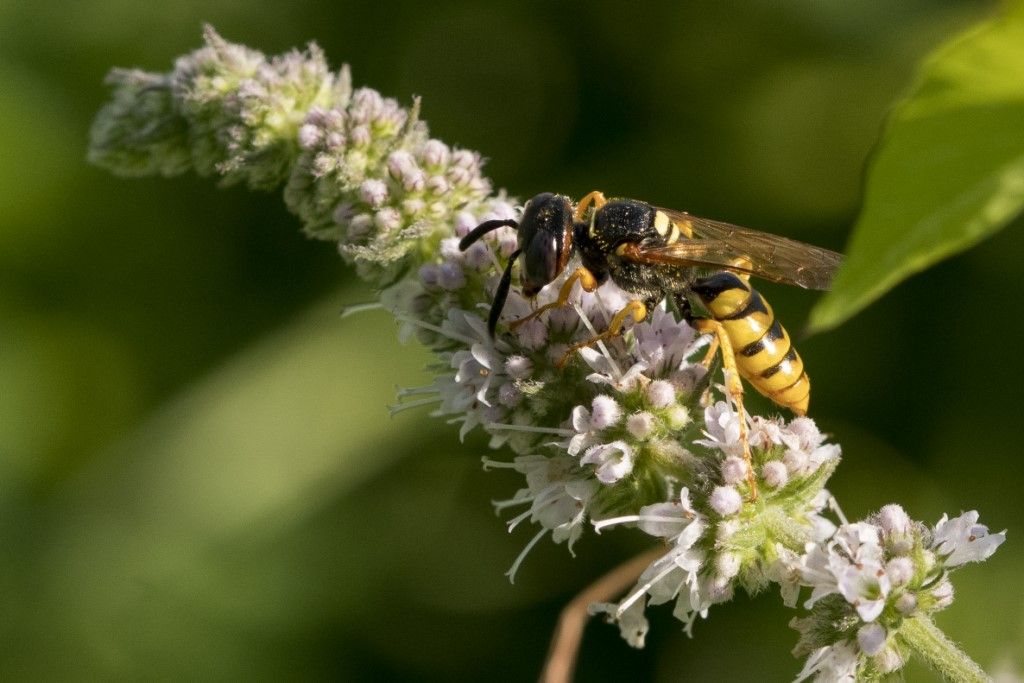 Philanthus triangulum (Crabronidae)