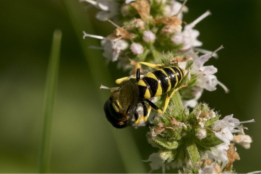 Philanthus triangulum (Crabronidae)