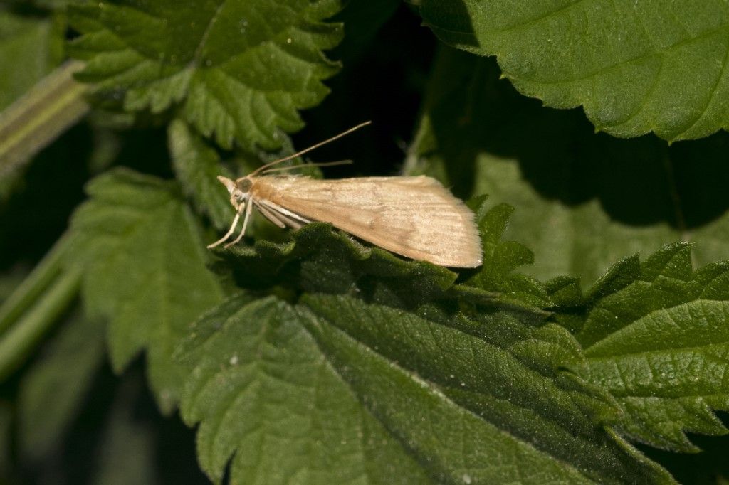 Crambidae: Ostrinia nubilalis da confermare